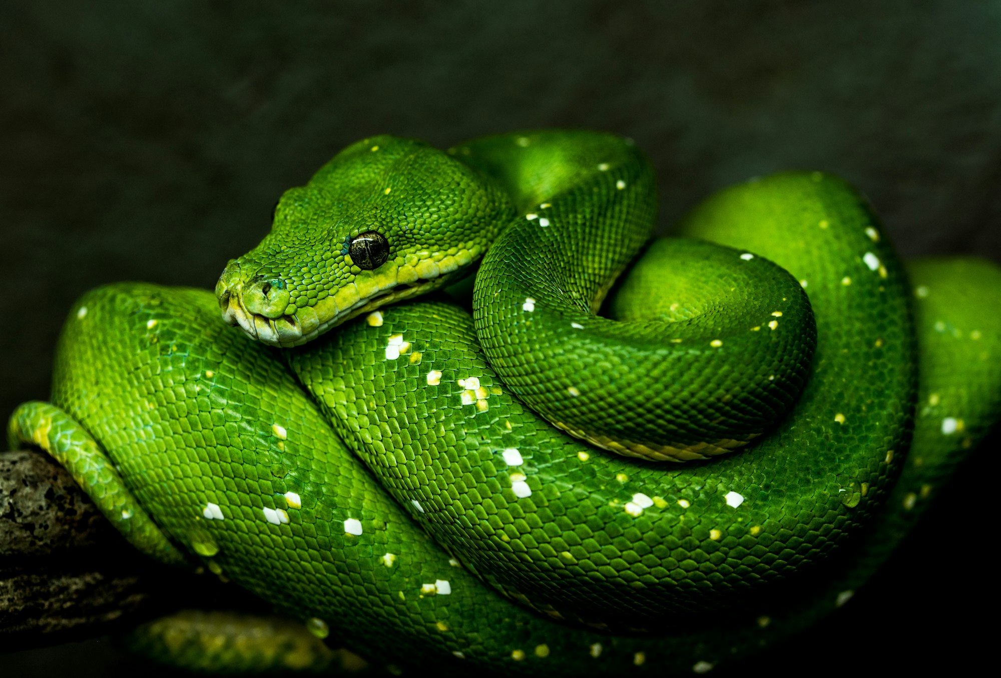 green_snake.jpeg